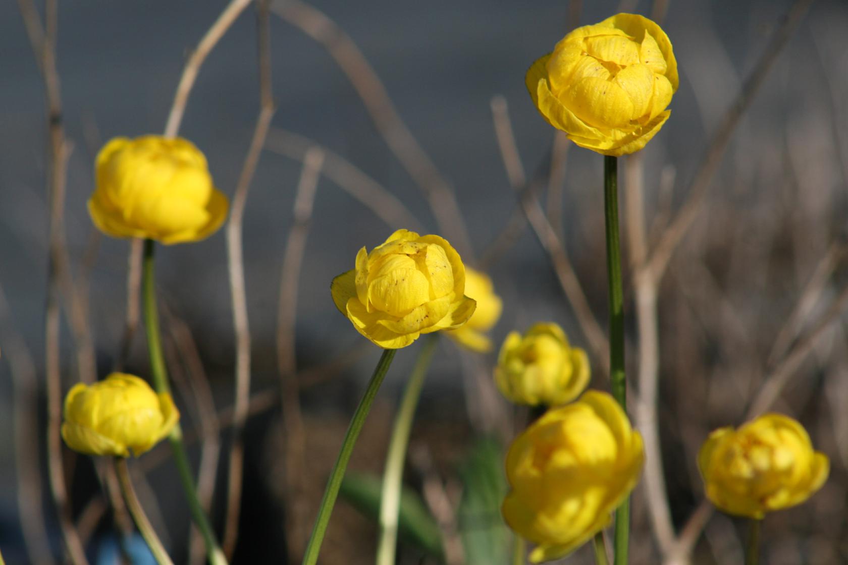 Trollius europaeus