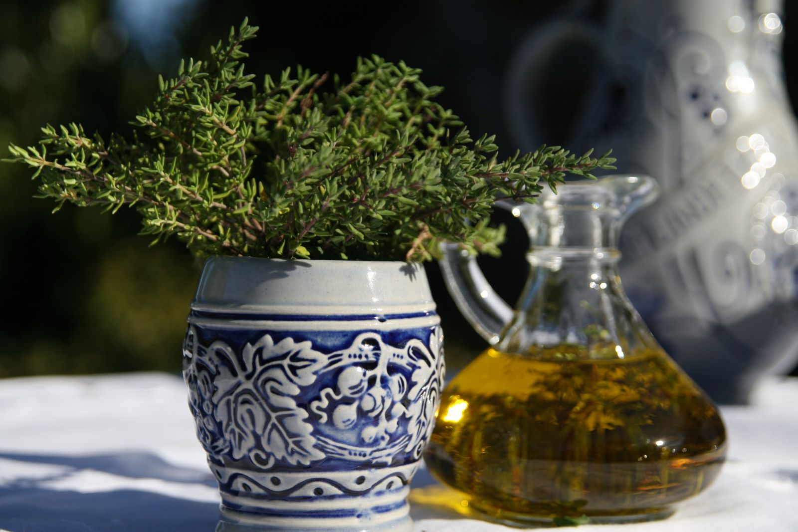 Thymus vulgaris