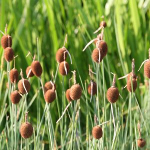 Typha minima
