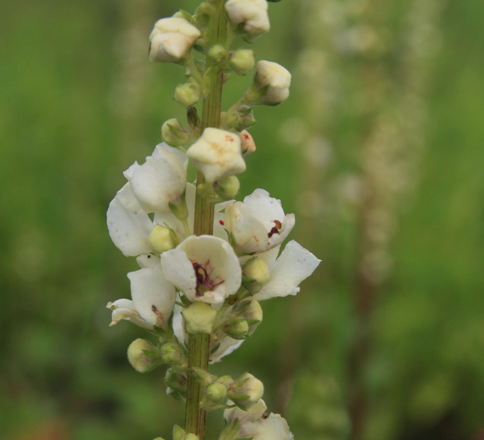 Verbascum phoeniceum 'Flush of White'