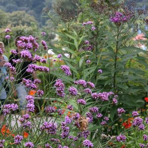 Verbena bonariense