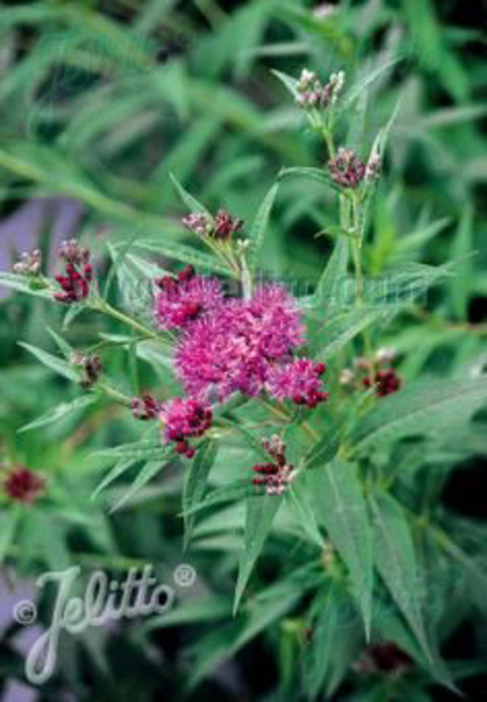 Vernonia fasciculata