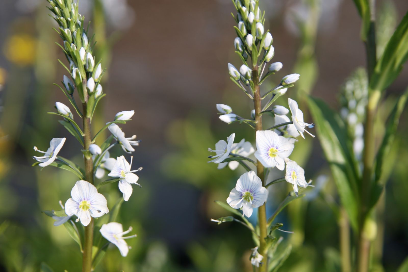 Veronica gentianoides