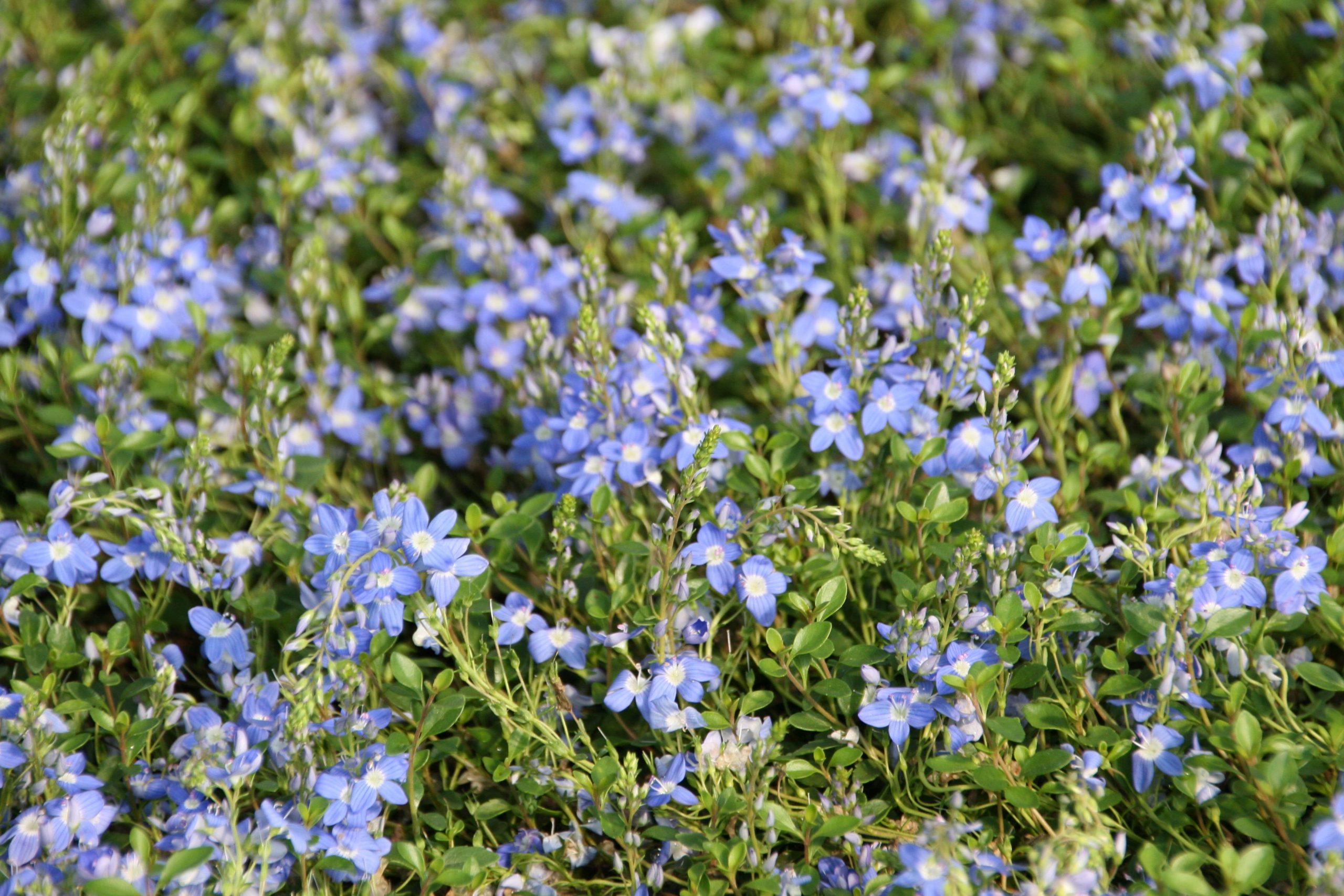 Veronica liwanensis