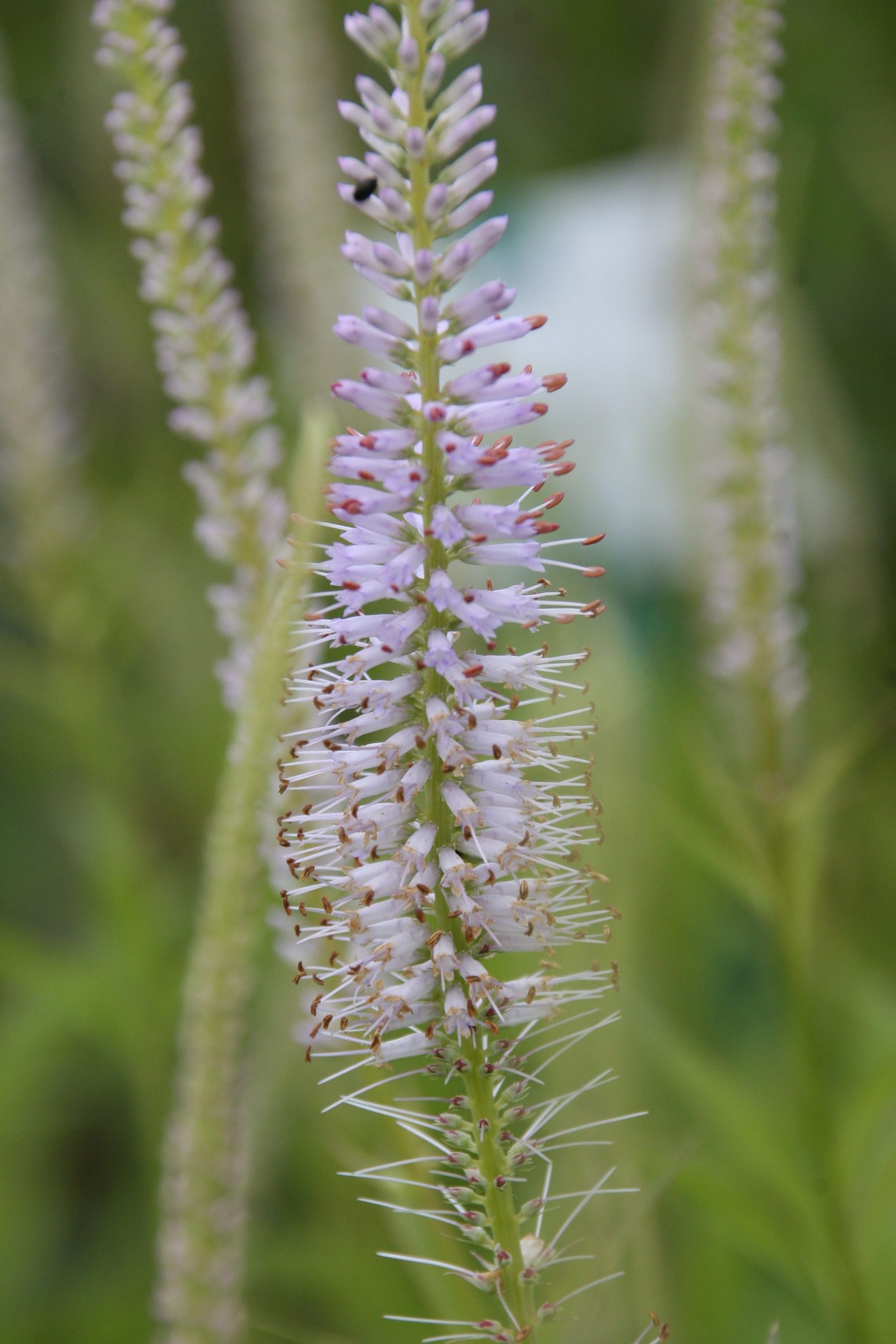 Veronicastrum virginica 'Lavendelturm'