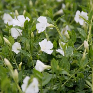 Vinca minor 'Elisa' (S) 5-7