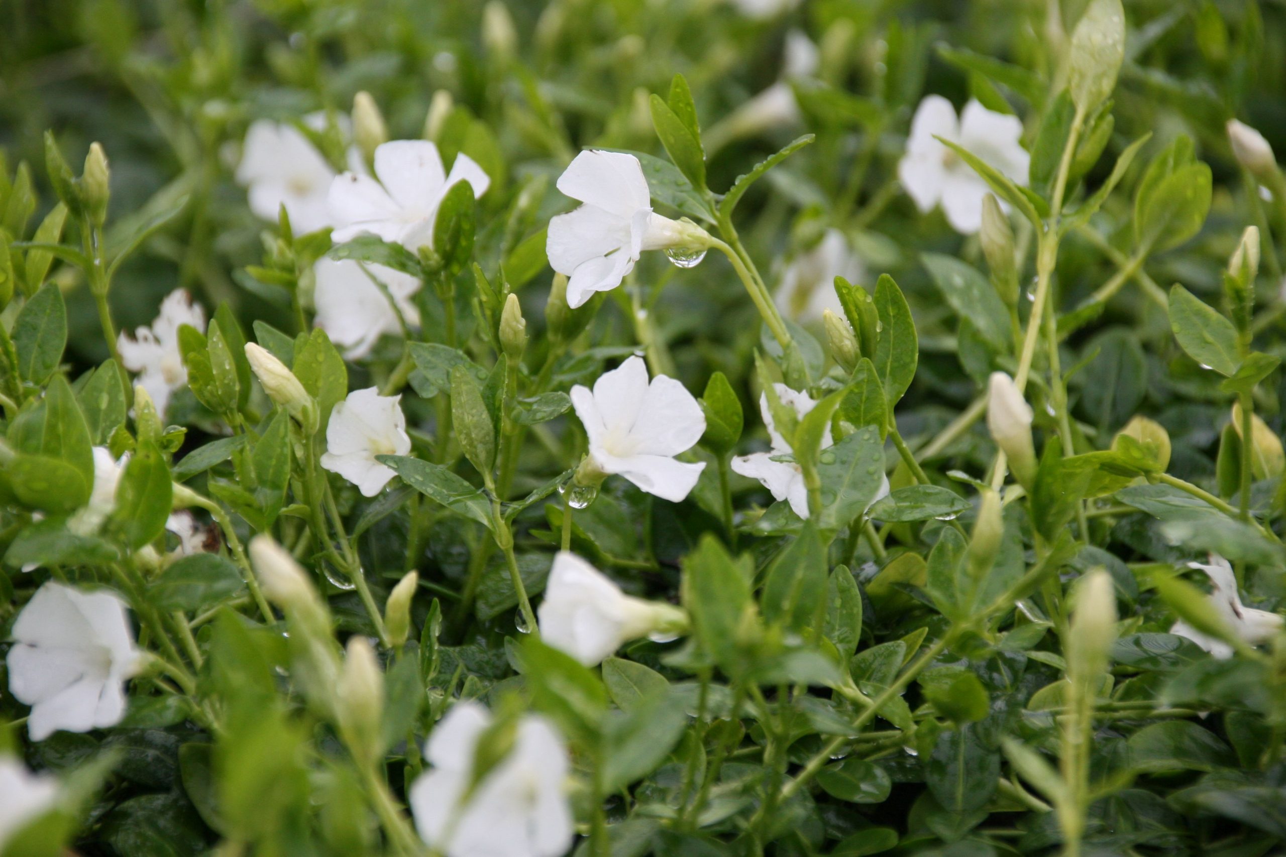 Vinca minor 'Elisa' (S) 5-7