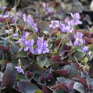 Viola labradorica