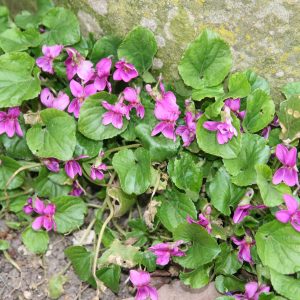 Viola sororia 'Rubra'