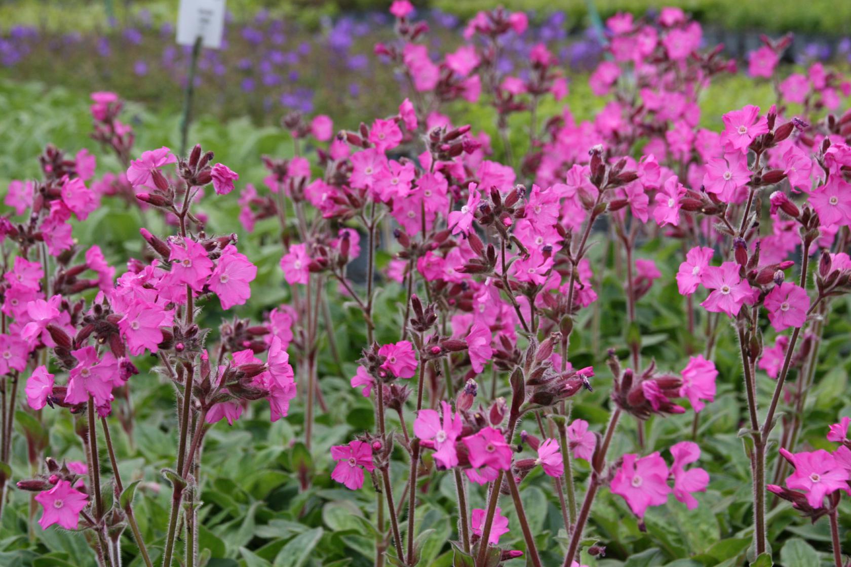 Lychnis flos-jovis 'Rolly's Favorite' (S)